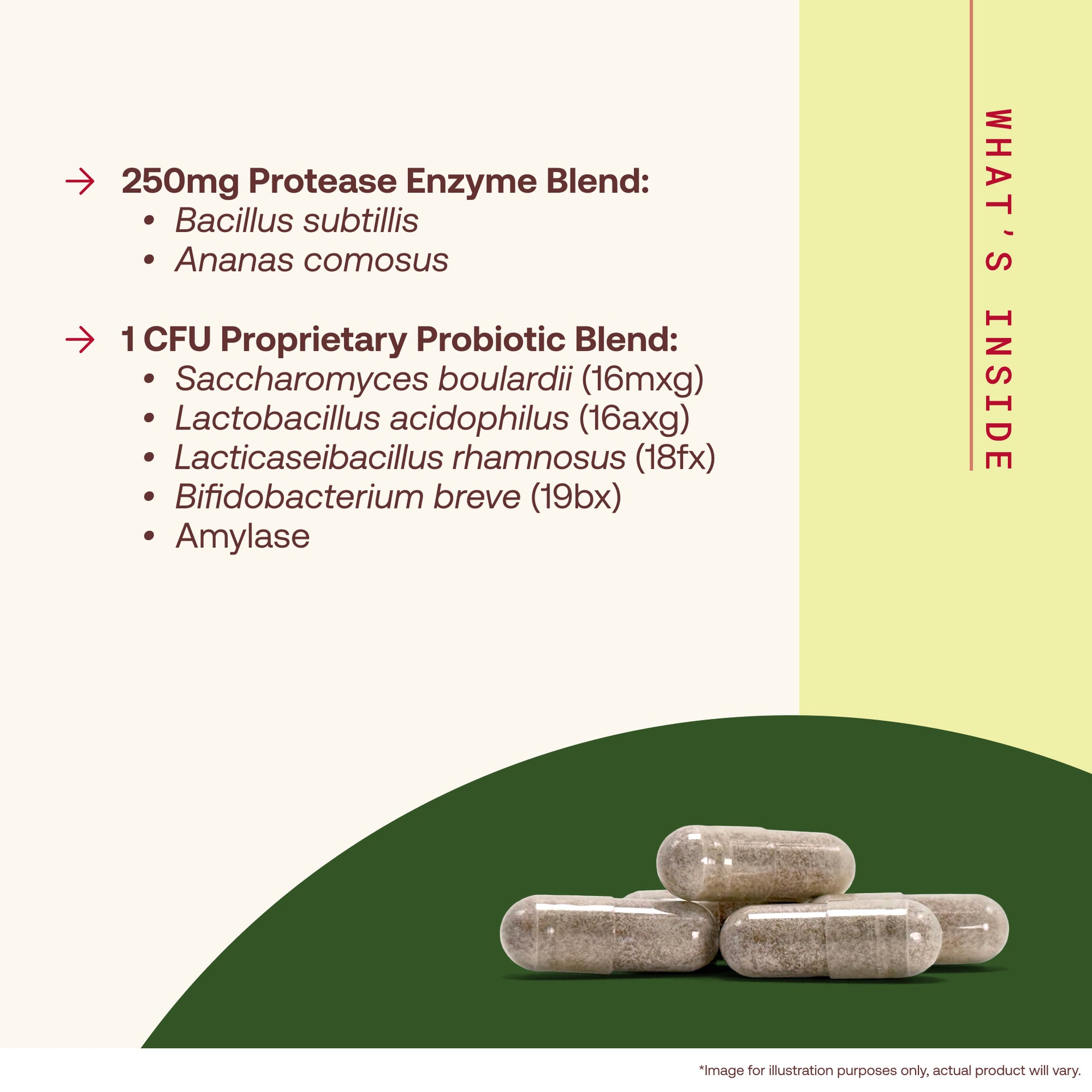 A product information graphic showing two clear capsules filled with beige powder on a cream and green background. Text lists a 250mg protease enzyme blend with Bacillus subtilis and Ananas comorus, and a 1 CFU proprietary probiotic blend with Saccharomyces boulardii, Lactobacillus acidophilus, Lacticeibacillus rhamnosus, Bifidobacterium breve, and Amylase.